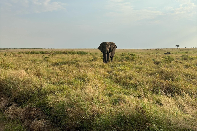 3-Day Maasai Mara Budget Group Safari with daily departures