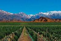 Daytour to Mendoza Wineries - Housity