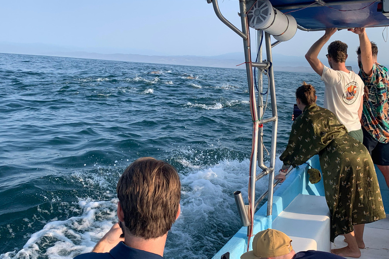Puerto Escondido: Bootstour zu Delfinen und MeerestierenPrivate Tour