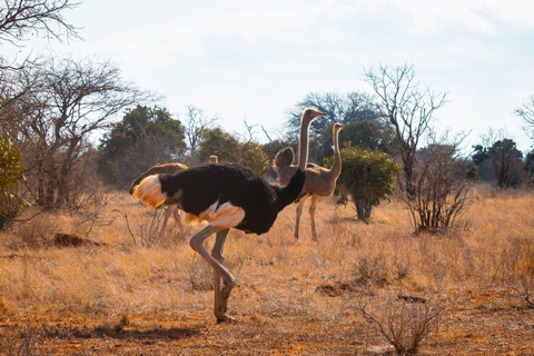 Mombasa: Safari de 4 días a Tsavo Este, Tsavo Oeste y Amboseli