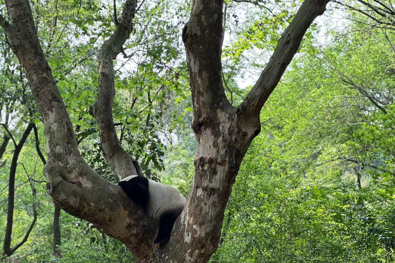 Pékin : Le billet d&#039;entrée au zoo de PékinLe billet d&#039;entrée combiné