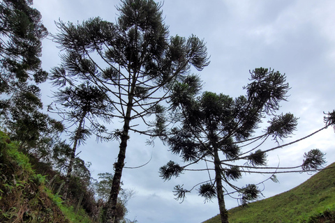 CAMINHO DO OURO - Guided tour Atlantic Forest, Waterfalls, Stories.