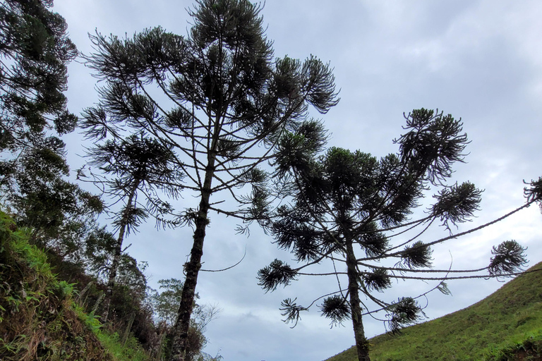 CAMINHO DO OURO - Guided tour Atlantic Forest, Waterfalls, Stories.