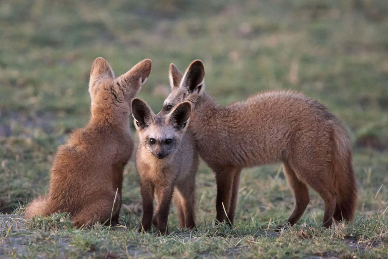 ARUSHA: 4-TÄGIGE SAFARI IM NORDENUnvergessliche 4-tägige Safari im Norden Tansanias