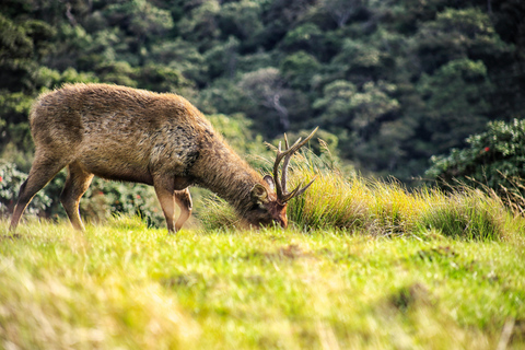 Sri Lanka: 8-Day Big Five Safari & Blue Whale Watching Tour