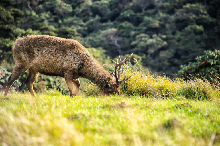 Sri Lanka: 8-Day Big Five Safari & Blue Whale Watching Tour