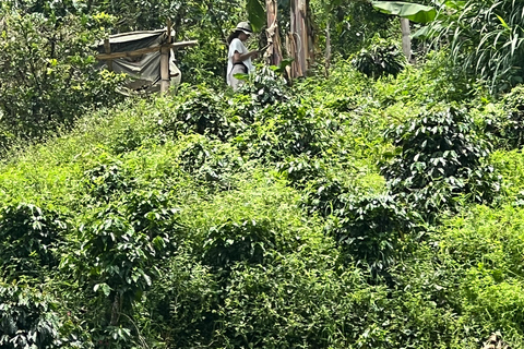 麦德林：咖啡农场之旅含品鉴与采摘体验麦德林：咖啡农场之旅，含品鉴与接送服务