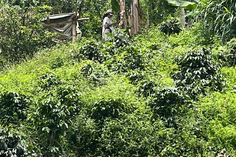 麦德林：咖啡农场之旅含品鉴与采摘体验麦德林：咖啡农场之旅，含品鉴与接送服务