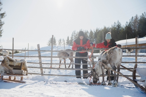 Rovaniemi: visita tradicional a la granja de renos con paseo en trineo