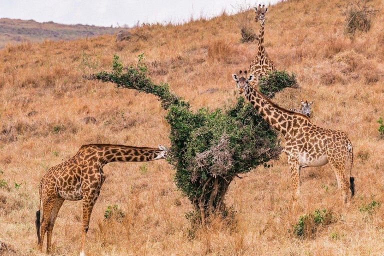 Masai Mara dagexcursie en Masai dorpsbezoeken