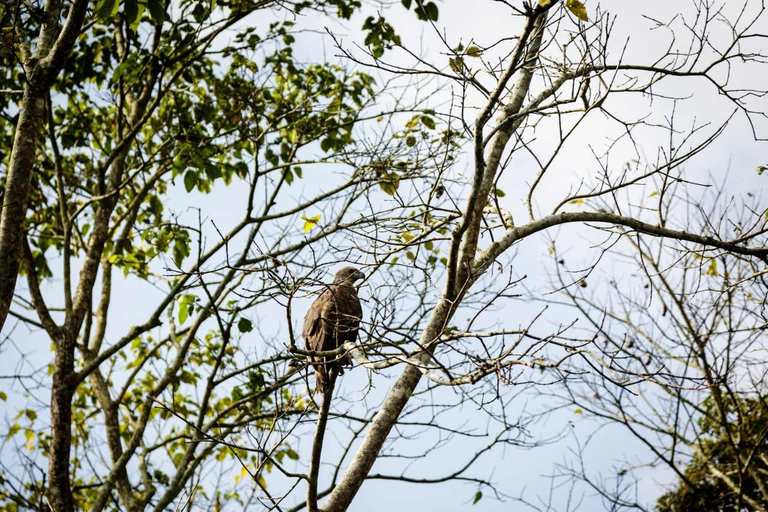 Safari por la Jungla de Chitwan: Expedición de 3 días por la vida salvaje