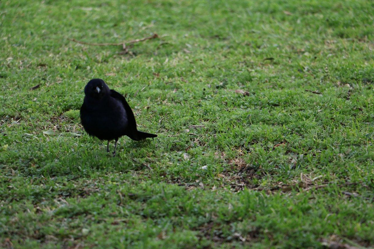 Colonia del Sacramento: Birdwatching Sightseeing Tour in the Historic District
