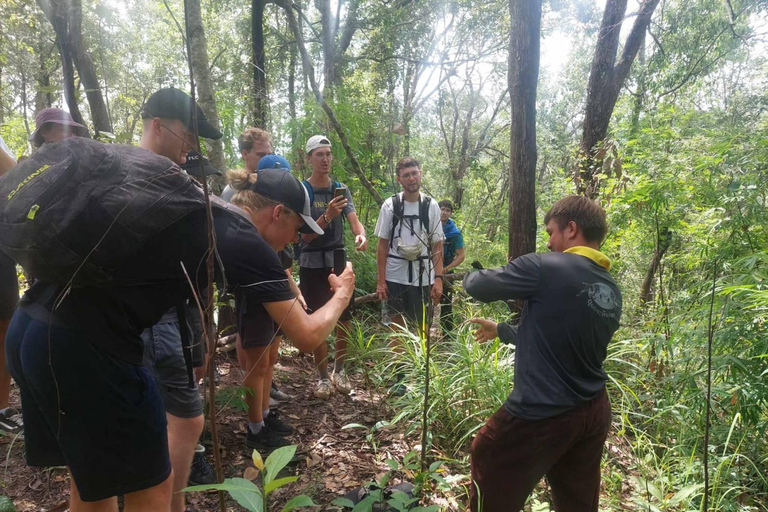 Chiang Mai: 1-Day Jungle Trekking in the Doi Inthanon Area