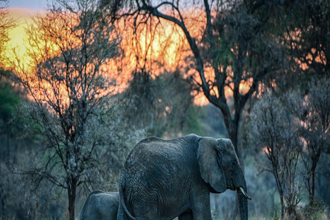 Tarangire, Serengeti &amp; Ngorongoro: 5-tägige Safari mit Pirschfahrten