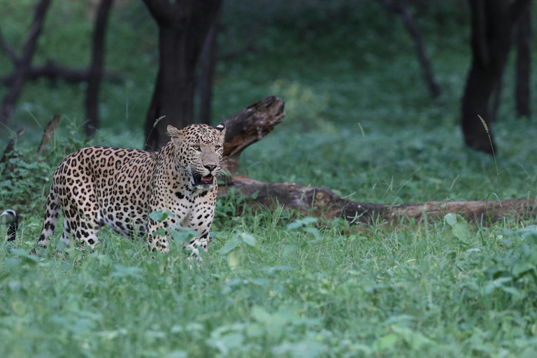 From Jaipur: Jhalana Leopard Safari - Wild Encounters