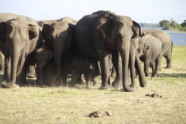 Visit Minneriya elephant gathering Safari in Sigiriya