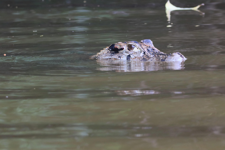 Puerto Maldonado: 3-Day Tambopata National Reserve Tour