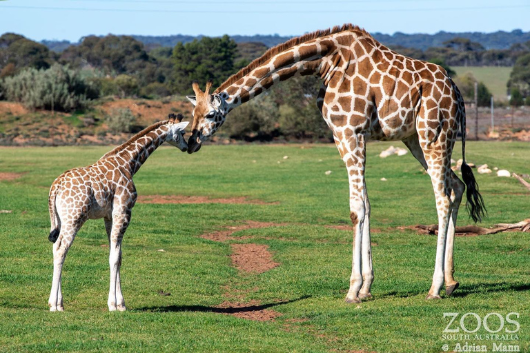 Adelaide: Zoo Entry Ticket