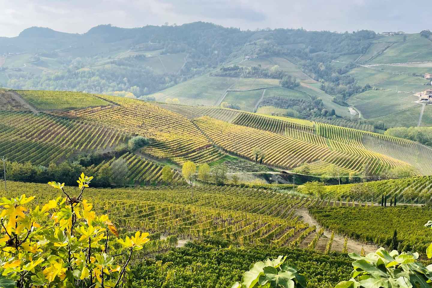 Alba: Barolo & Barbaresco Wine Tour