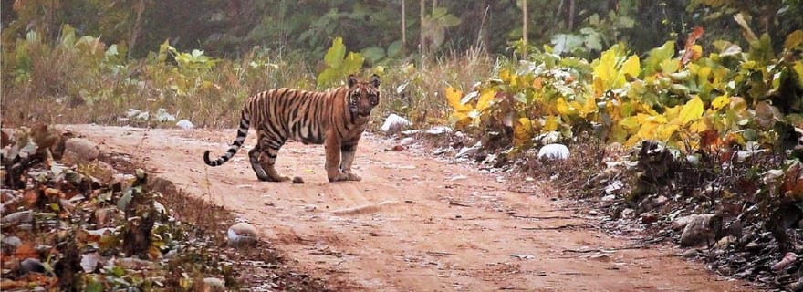 Parc national Rajaji le même jour à partir de Chandigarh