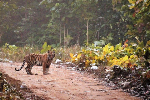 2-dniowa wycieczka do Parku Narodowego Jim Corbett z Delhi