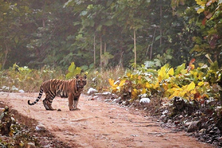 2-dniowa wycieczka do Parku Narodowego Jim Corbett z Delhi