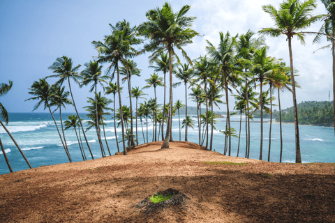 Mirissa : Observation des baleines, plongée en apnée et visite de la colline des noix de coco