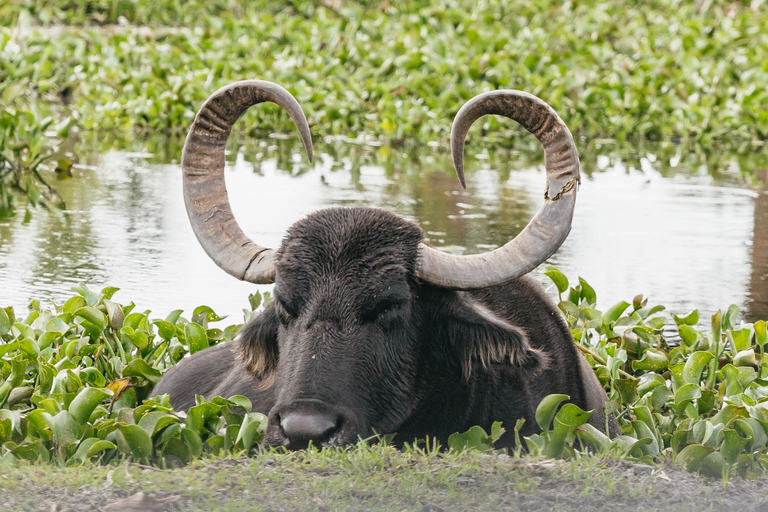 Orlando: drive-tru safaripark bij Wild Florida