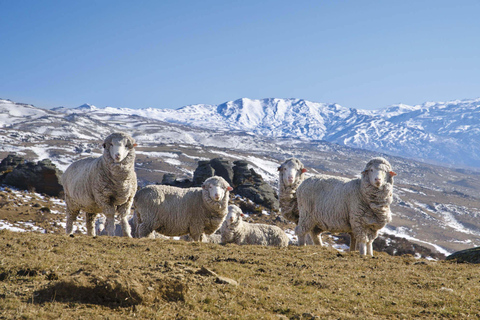 Queenstown till Mt Cook guidad tur med övernattning