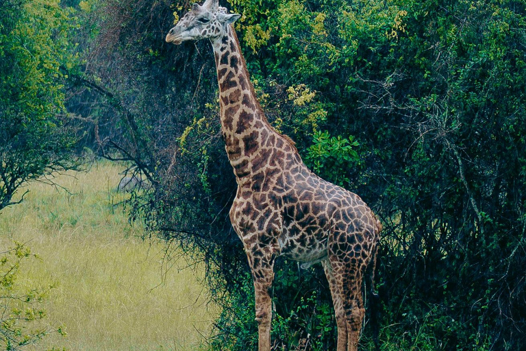 Kigali: Akagera National Park Safari with Boat Cruise