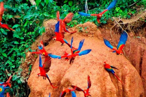 Z Tambopata: papugi i makolągwy liżą glinę