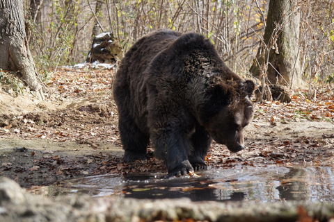 Brasov: Santuario del Oso LibeartyBrasov: Visita guiada al Santuario del Oso Liberto con traslados