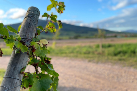 Alsace: Private Wine Tour with Tastings and Transfers Half Day Tour