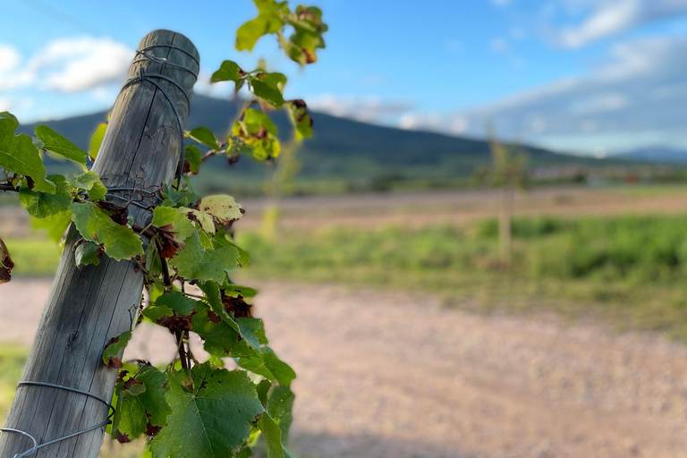 Alsace: Private Wine Tour with Tastings and Transfers Half Day Tour