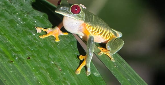 Manuel Antonio night tour VIP