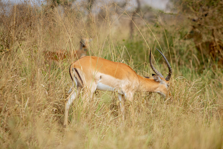 Moshi/Arusha: Lake Manyara National Park Day Trip with Lunch Arusha: Lake Manyara National Park Day Trip with Lunch