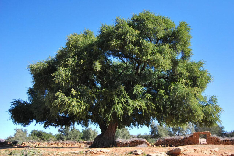 Essaouira Day Trip from Marrakech: Medina & Atlantic Coast Private Essaouira Day Trip