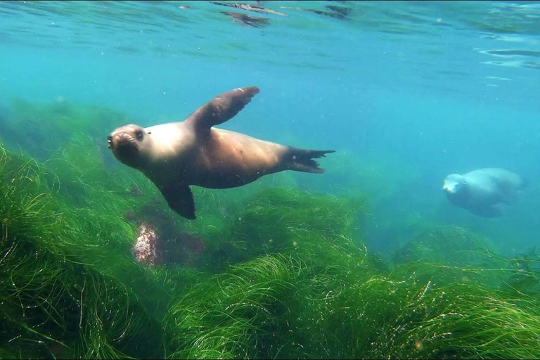 La Jolla: Cove and Caves Snorkeling Tour with Sea Lions