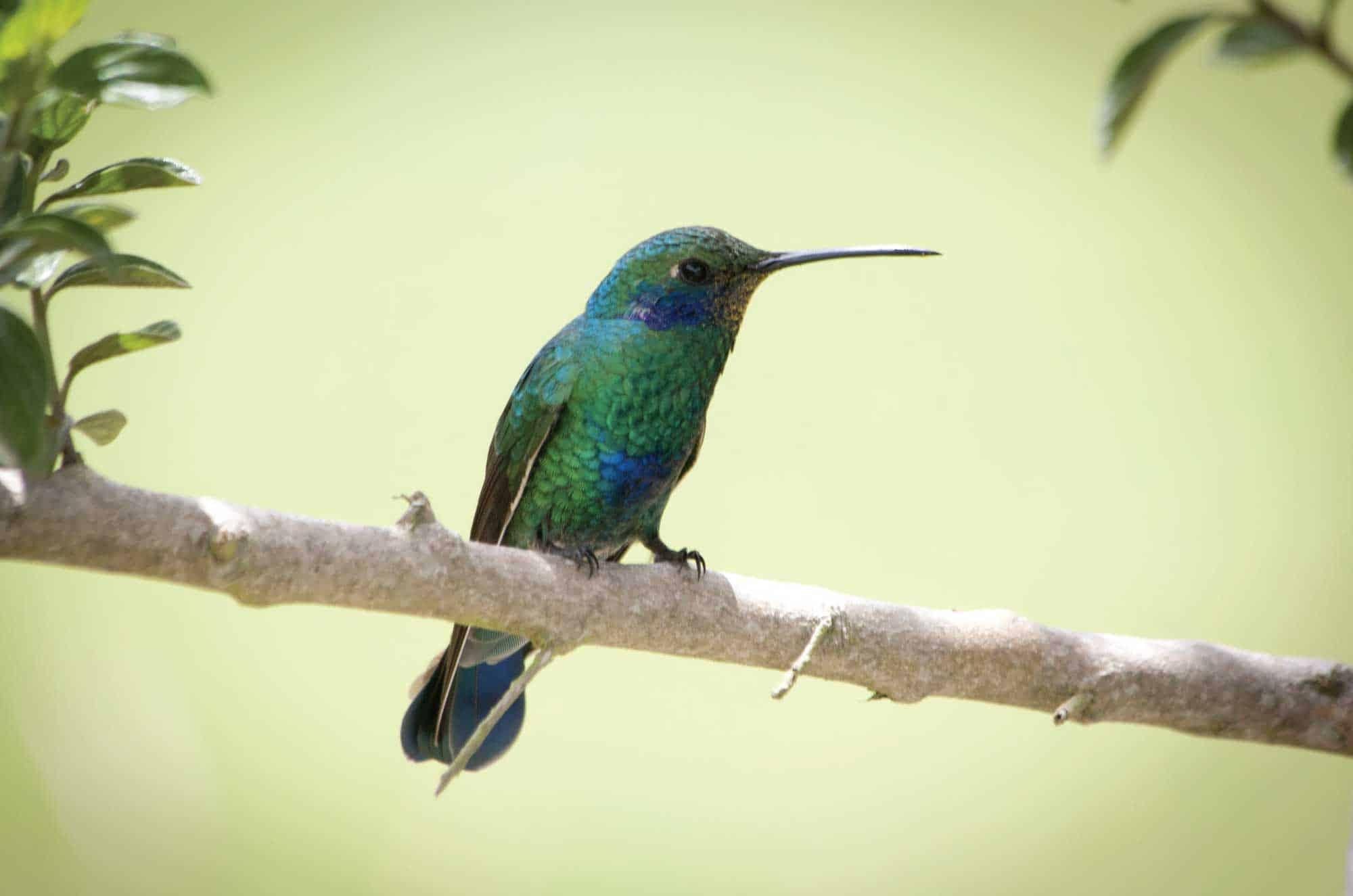 Sendero del Canto – Vogelbeobachtung in Minca