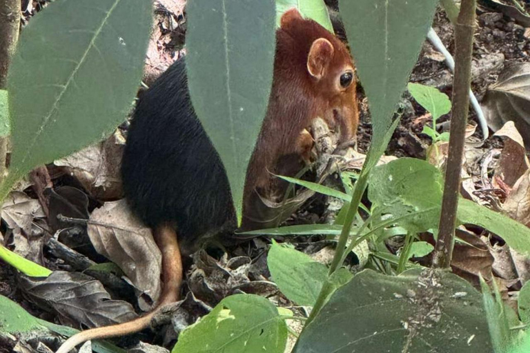 Zanzibar: Jozani forest, Sea tortoises & Mtende beach tour Private tour no Hotel pick and drop off included