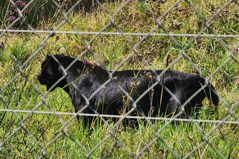 Kaapstad: Cheetah opvangcentrum voor grote katten en wijnproeverij