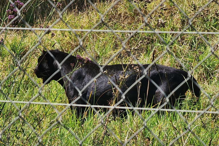 Kapstaden: Taffelberget och stellenbosch Big Cats Park