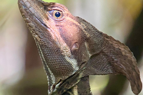 Parco Manuel Antonio: Tour guidato a piedi con un naturalistaTour privato