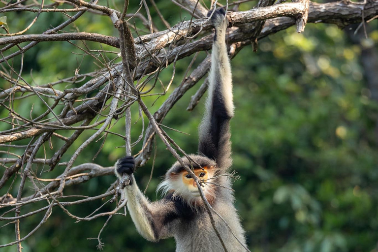 Safari - Alla ricerca della scimmia più a rischio del mondo