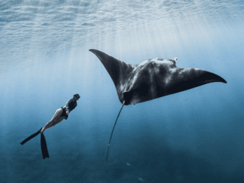 Desde Bali: Excursión de Snorkel y Costa Oeste de Nusa Penida