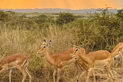 Nairobi Park Safari, Sheldrick's Orphanage & Giraffe Center Shared Drive in Open-Roof Van Game Drive
