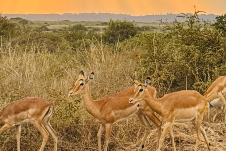 Nairobi Park Safari, Sheldrick's Orphanage & Giraffe Center Shared Drive in Open-Roof Van Game Drive