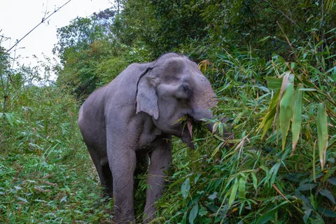 Krabi: Ethical Elephant Care Experience with Hotel Transfer