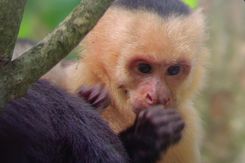 مانويل أنطونيو: جولة بالقارب بين أشجار المانغروف لمشاهدة الحيوانات