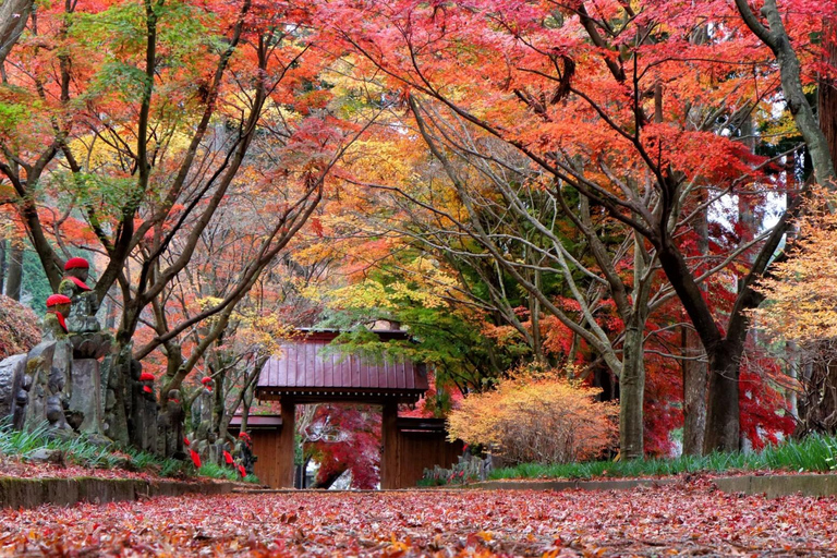 Tokyo: City Full-Day Private Scenic Tour With English Guide